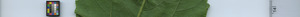 leafstrip