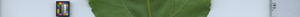 leafstrip
