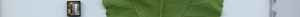 leafstrip