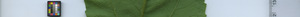 leafstrip