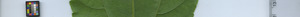 leafstrip