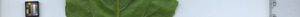 leafstrip