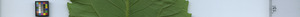 leafstrip