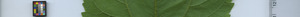 leafstrip