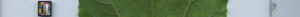 leafstrip