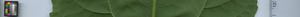 leafstrip