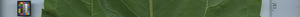 leafstrip