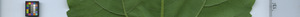 leafstrip