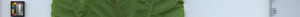 leafstrip
