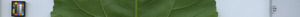leafstrip