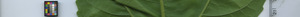leafstrip