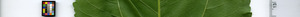leafstrip