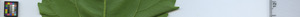 leafstrip