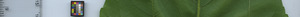 leafstrip