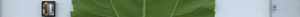 leafstrip