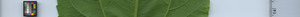leafstrip