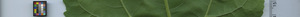 leafstrip