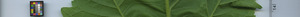 leafstrip