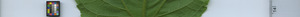 leafstrip