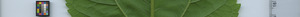 leafstrip