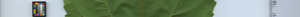 leafstrip