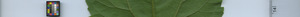 leafstrip