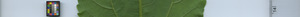 leafstrip