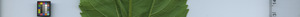 leafstrip