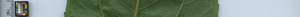 leafstrip