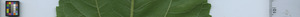 leafstrip