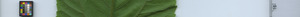 leafstrip