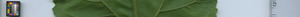 leafstrip