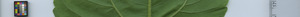 leafstrip
