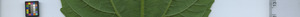 leafstrip