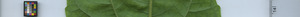 leafstrip