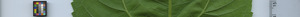 leafstrip