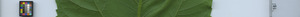leafstrip