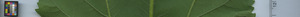leafstrip