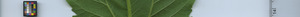 leafstrip