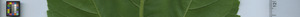 leafstrip