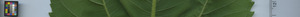 leafstrip