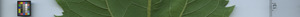 leafstrip