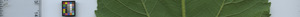 leafstrip