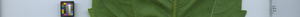 leafstrip