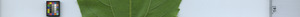 leafstrip
