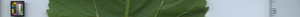 leafstrip