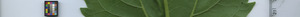 leafstrip