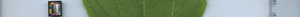 leafstrip