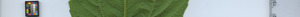 leafstrip