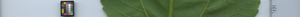 leafstrip